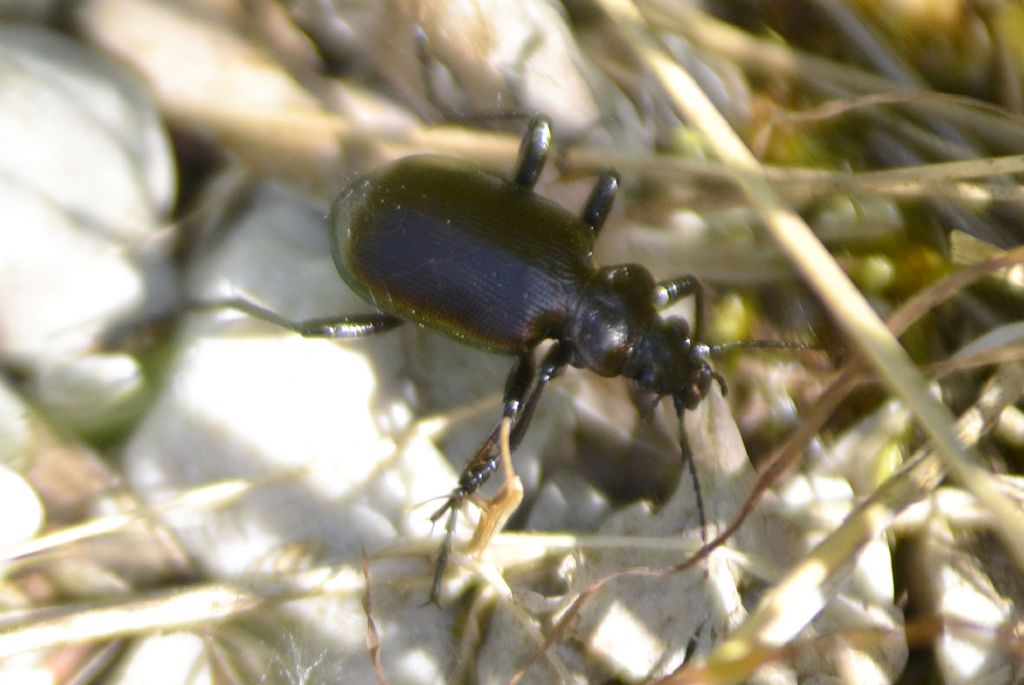 Carabidae:  Calosoma inquisitor